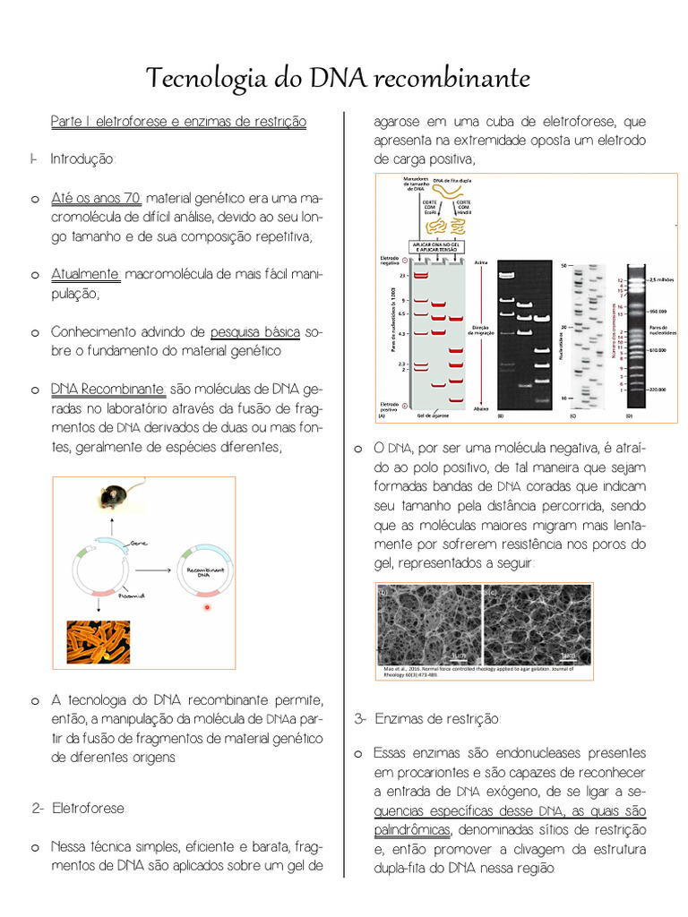 Eletroforese e Enzimas de Restrição em DNA | PDF | Plasmídeo | DNA