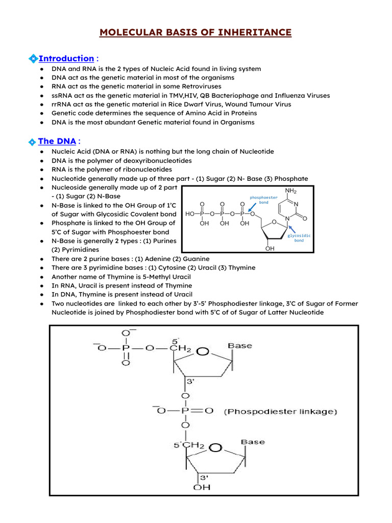 Molecular Basis of Inheritance | PDF | Dna Replication | Gene