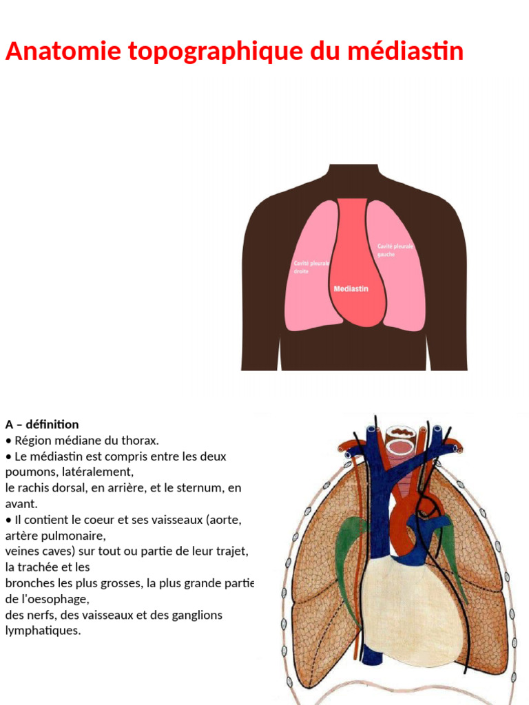 Anatomie du médiastin : définitions et subdivisions | PDF | Thorax ...