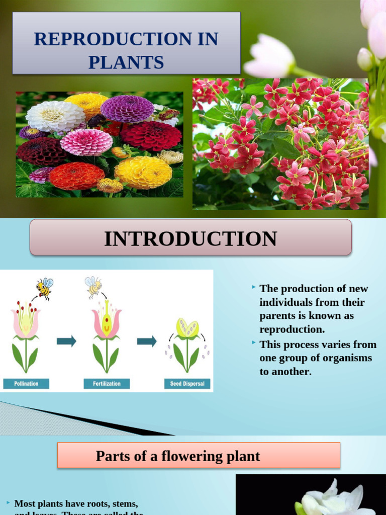 Plant Reproduction: Sexual and Asexual Methods | PDF | Flowers | Seed
