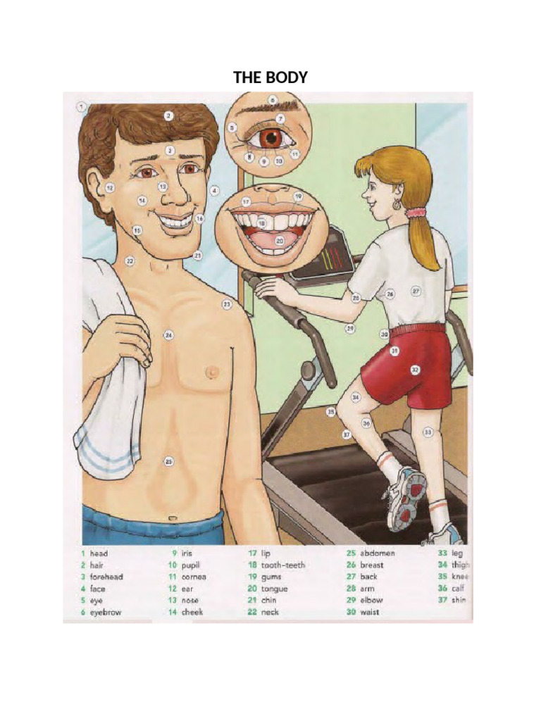 The Body | PDF