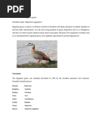 Emu Behavior and Adaptations Overview | PDF | Birds | Zoology