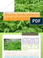 Marihuana Teratogena