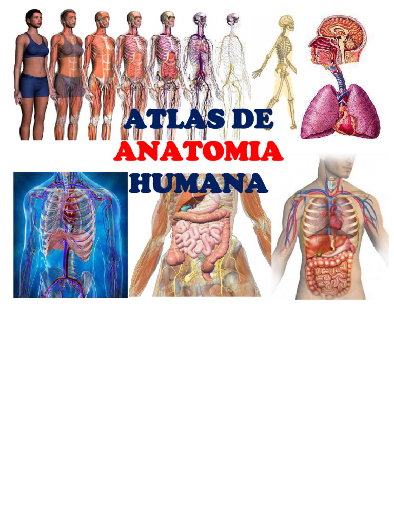 Manual de Anatomía Humana Completo | PDF | Anatomía | Riñón
