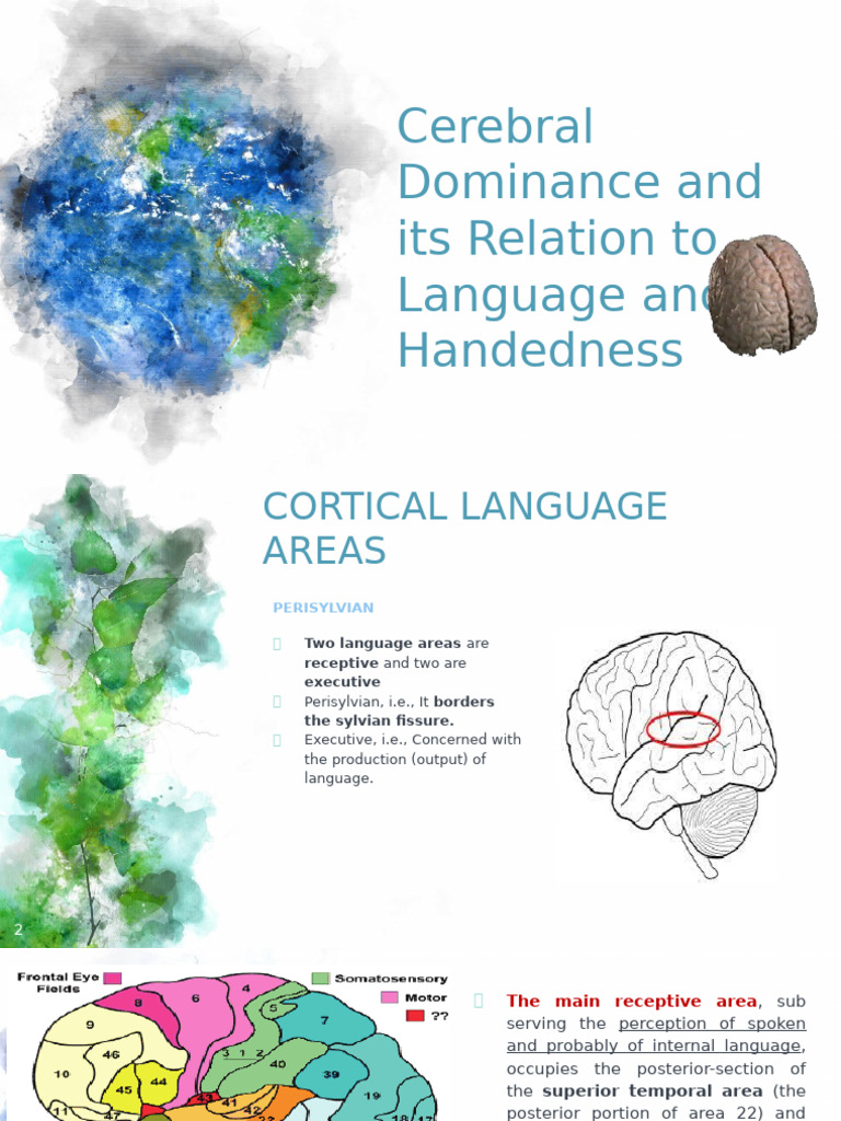 Cerebral Dominance: Language & Handedness | PDF | Lateralization Of ...