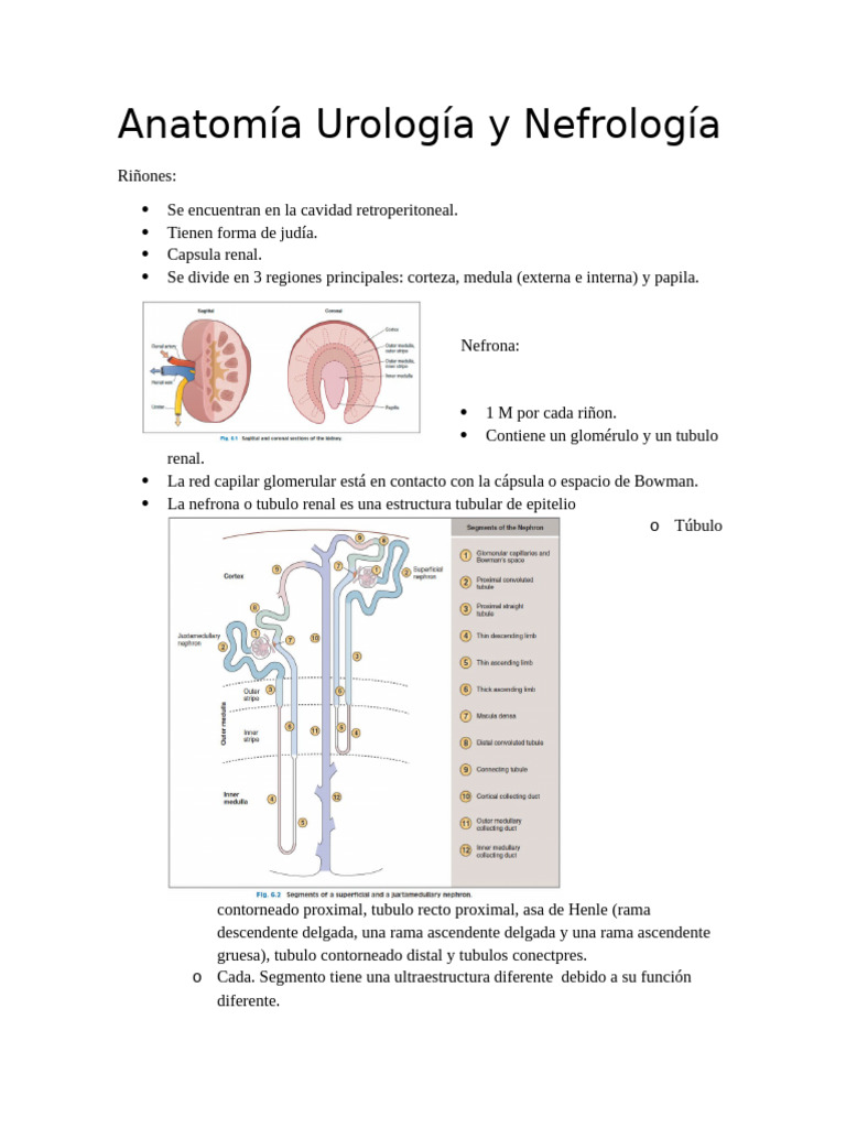 Anatomía y Fisiología Renal Detallada | PDF | Riñón