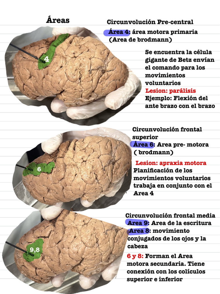 Áreas Motoras y Sensitivas del Cerebro | PDF | Lóbulo temporal ...