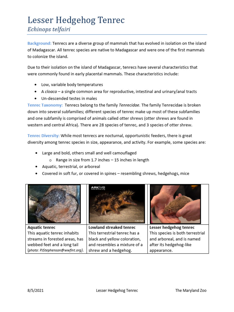 Lesser Hedgehog Tenrec Fact Sheet 2021 | PDF | Zoology