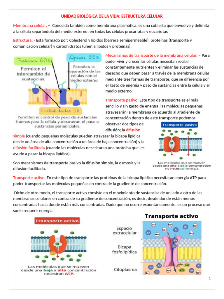 Estructura y Función de la Célula | PDF | Citoplasma | Membrana celular