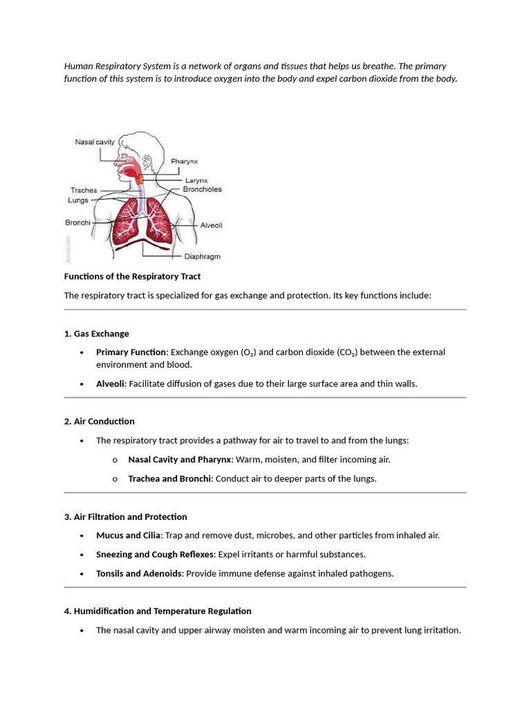 Overview of the Human Respiratory System | PDF | Respiratory Tract | Lung