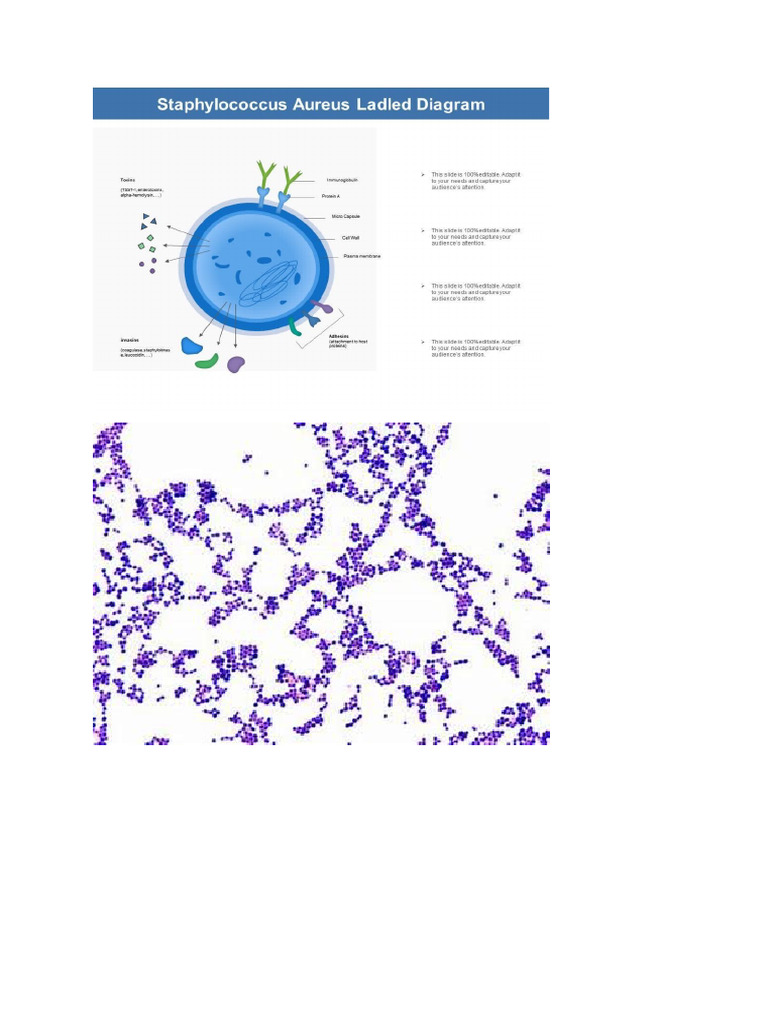 Digram Bacterias | PDF