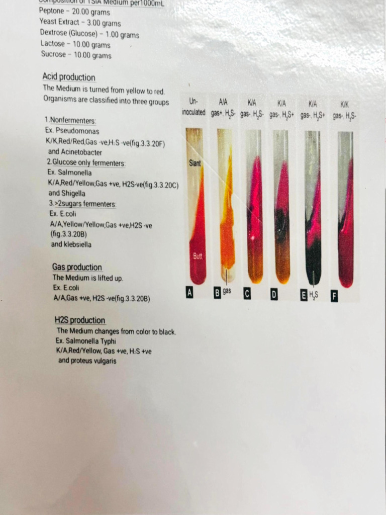 Microbiology Lab Tests | PDF