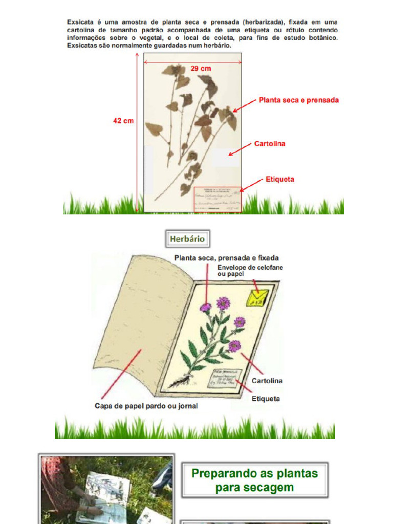 Exsicata | PDF
