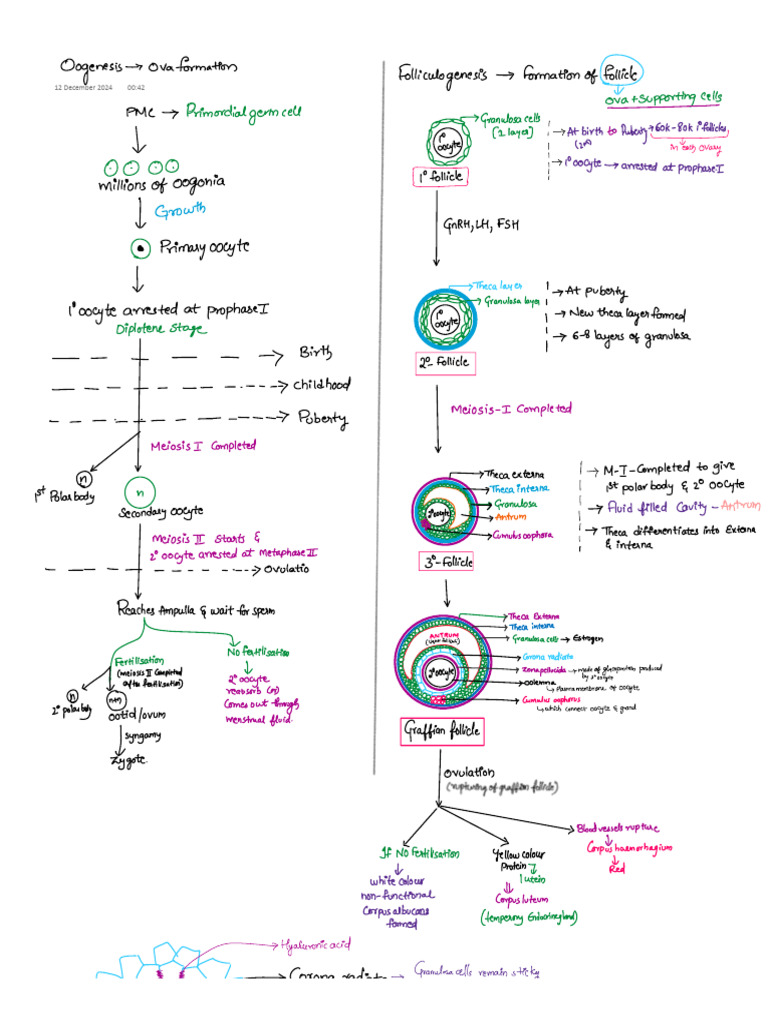 Oogenesis & Menstrual Cycle | PDF