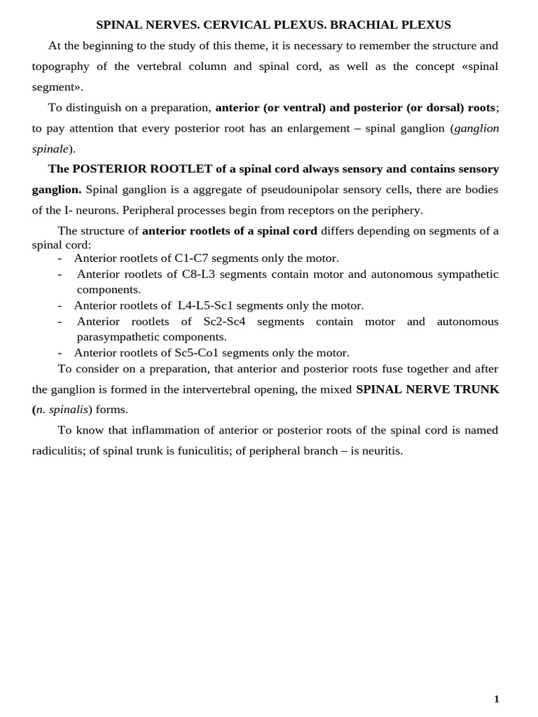 Spinal Nerves: Cervical & Brachial Plexus | PDF | Spinal Cord | Arm