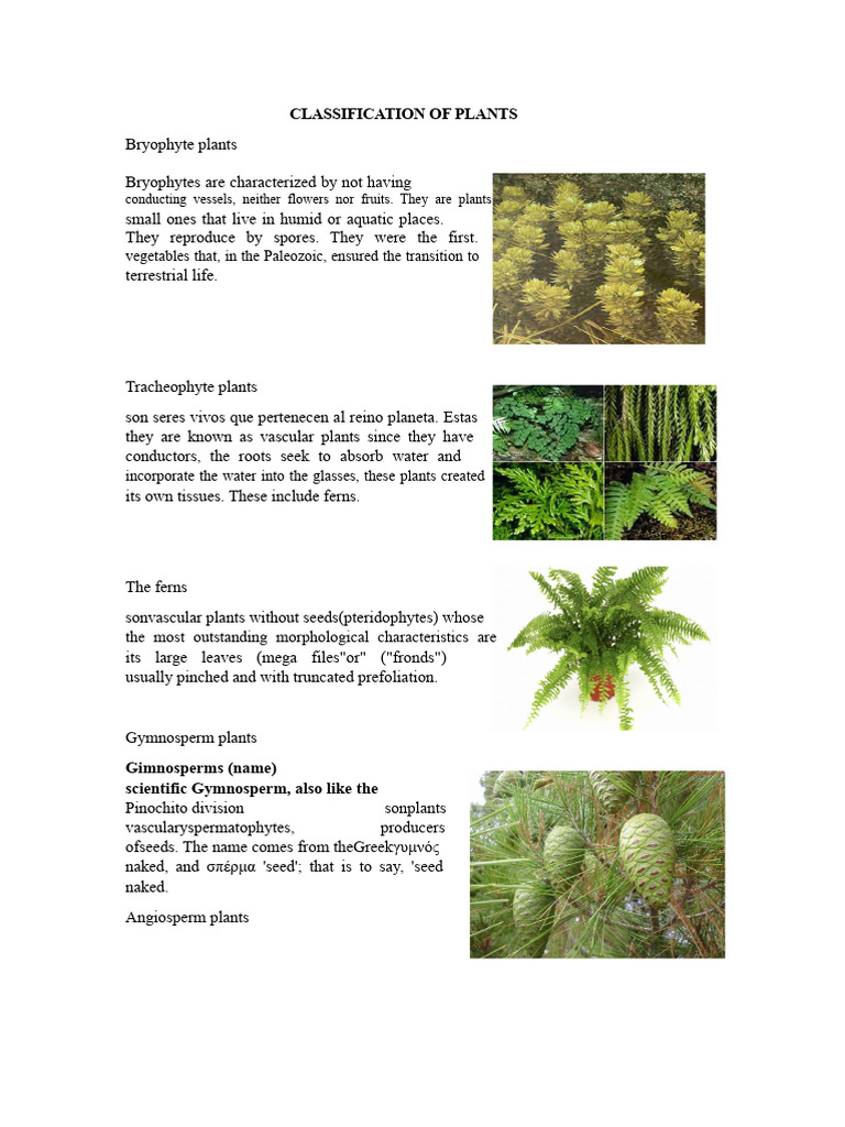 Plant Classification Overview: Bryophytes to Angiosperms | PDF