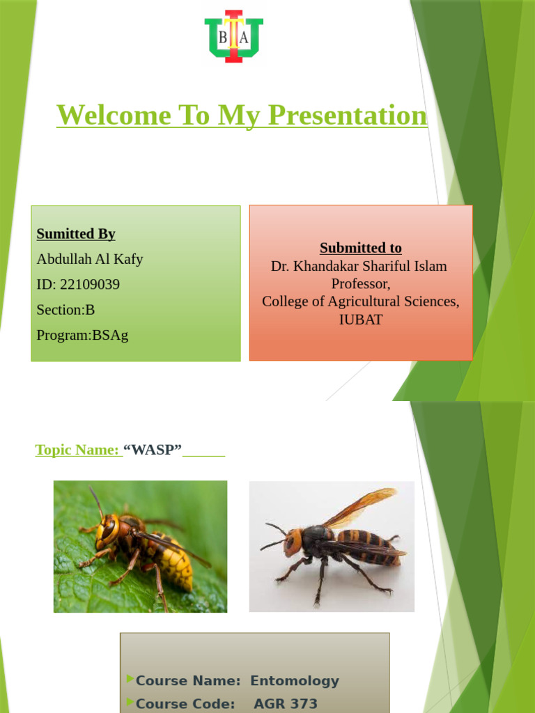 Understanding Wasps: Ecology & Control | PDF | Wasp | Insects