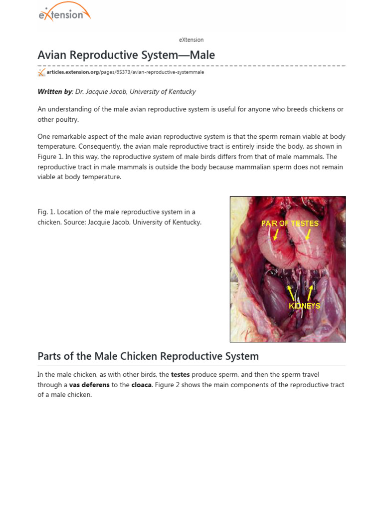 Male Bird Reproductive System Overview | PDF | Reproductive System ...