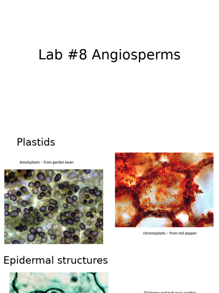 Angiosperm Anatomy Overview | PDF | Plant Stem | Leaf