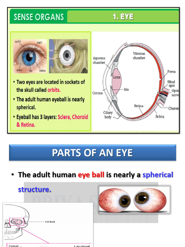 Anatomy of the Human Eye Explained | PDF