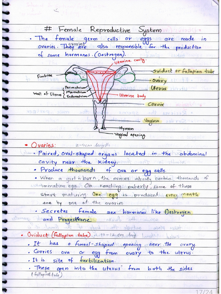 Female Reproductive System and Health | PDF
