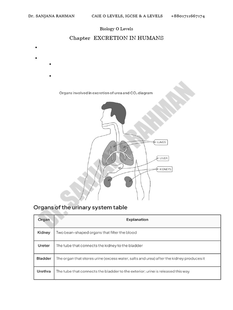 Excretion in Humans: O Level Biology | PDF | Kidney | Urinary System