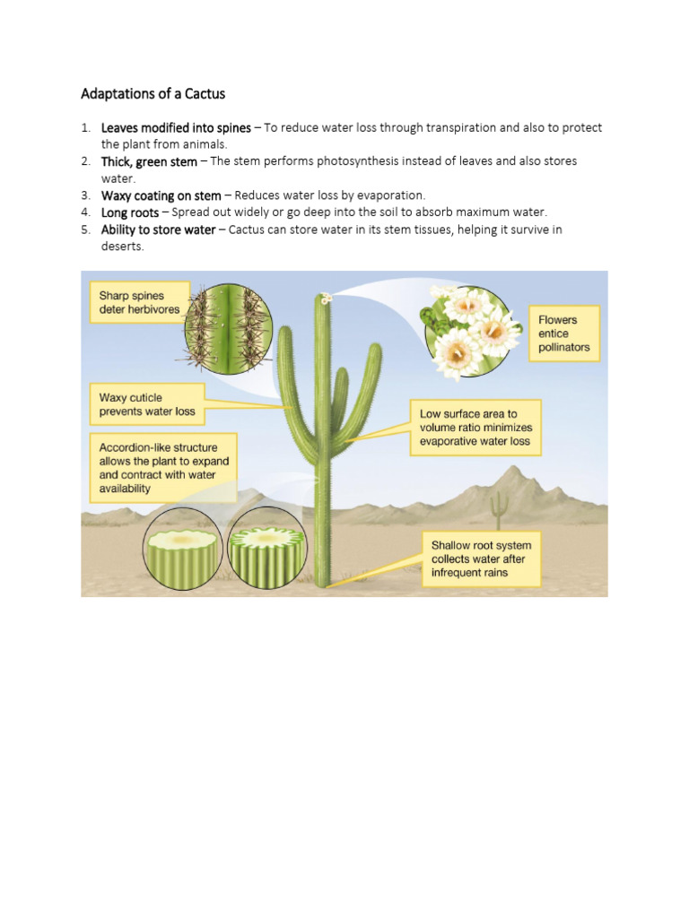 dracaena compacta Dracaena Compacta – Classy Casita main image 0