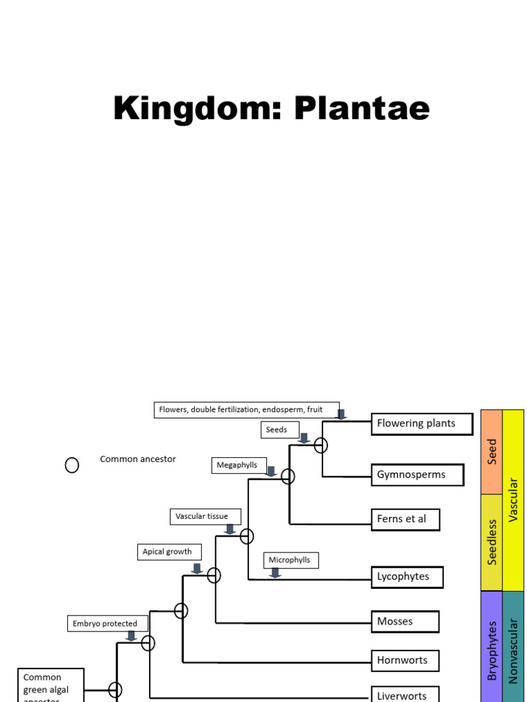 Angiosperms: Diversity and Characteristics | PDF | Flowers | Seed
