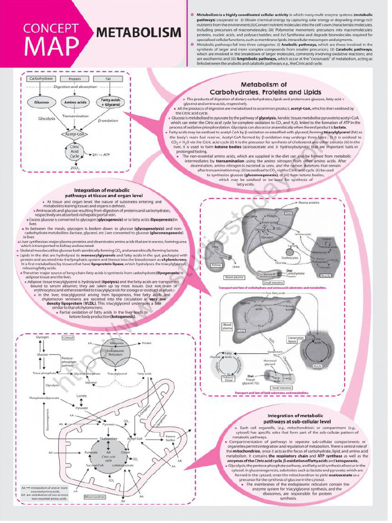 Metabolism | PDF