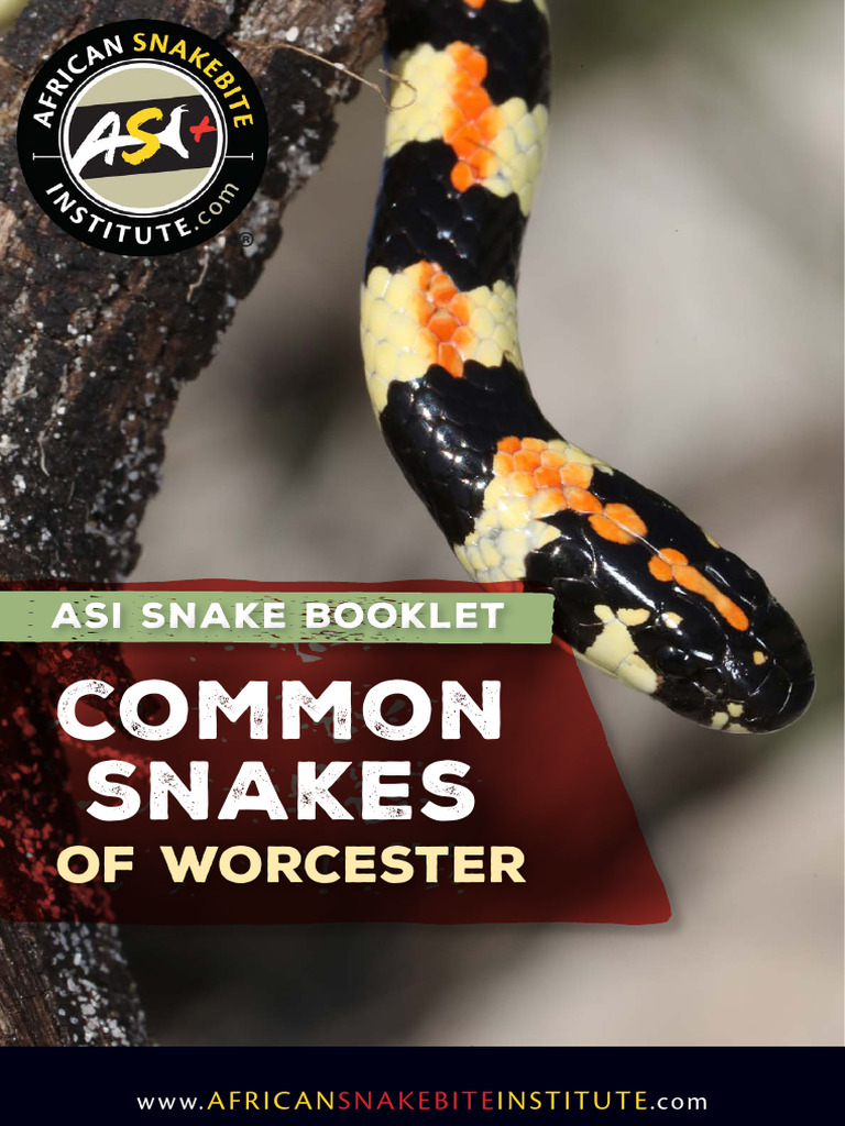 Common Snakes of Worcester Guide | PDF | Snake | Venomous Snakes