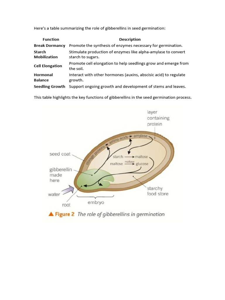 Key Functions of Gibberellins in Germination | PDF