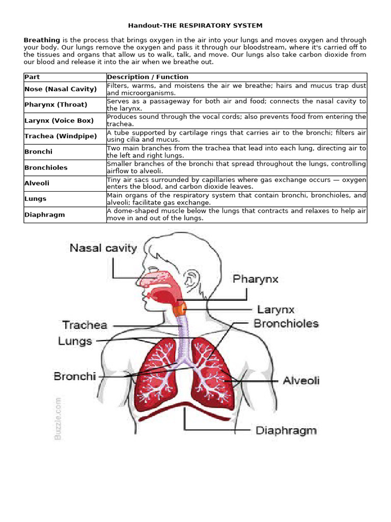 Overview of the Respiratory System | PDF