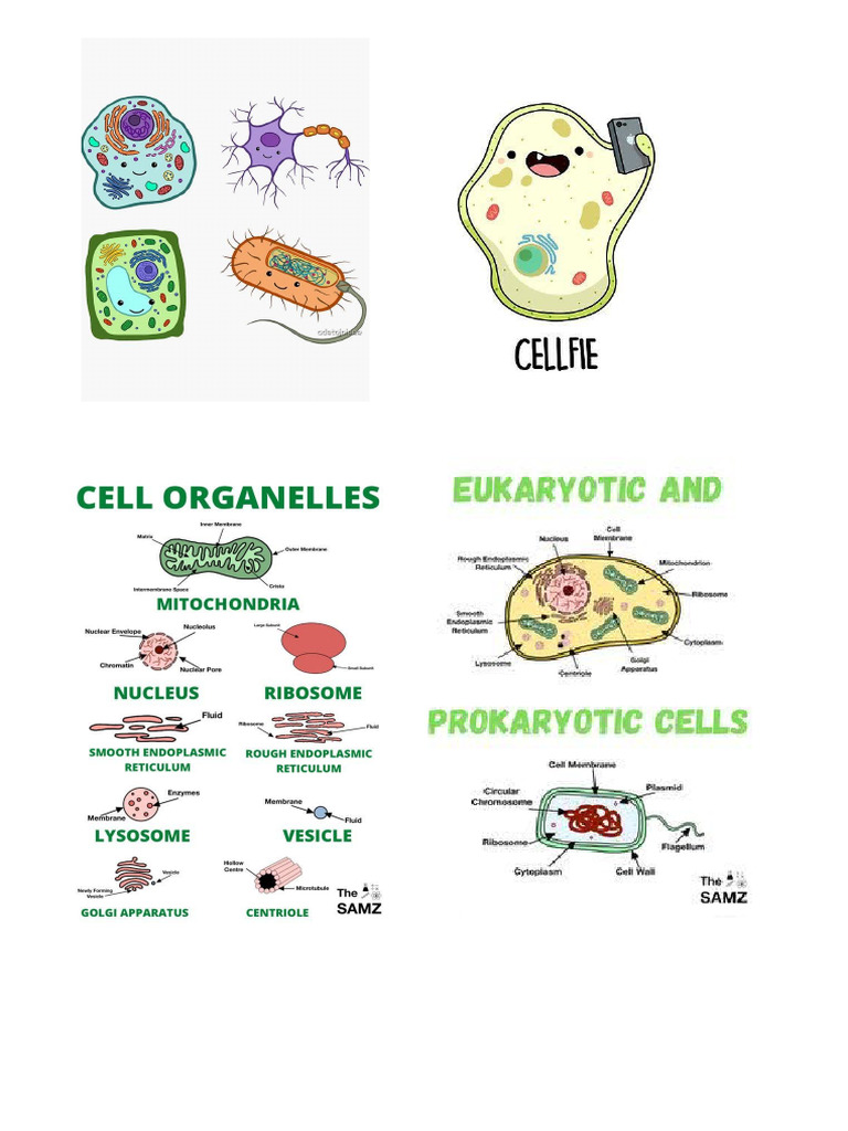 Bio Cell Pics | PDF