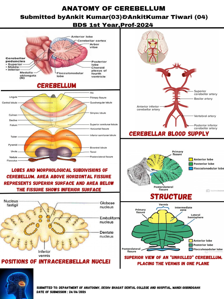 New New Anatomy | PDF