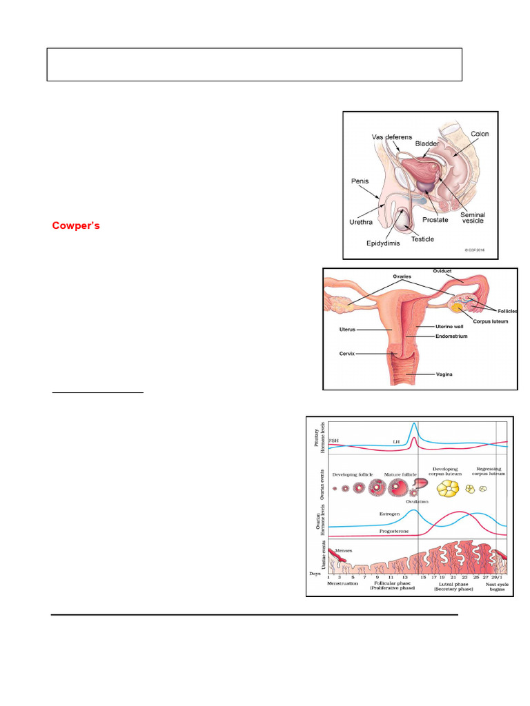 Human Reproductive System Overview | PDF | Menstrual Cycle | Human ...