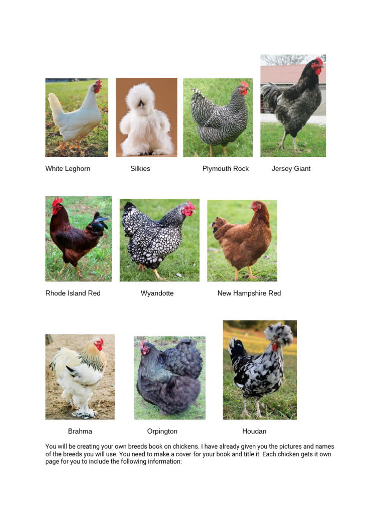 Chicken Breeds Book Project Guide | PDF