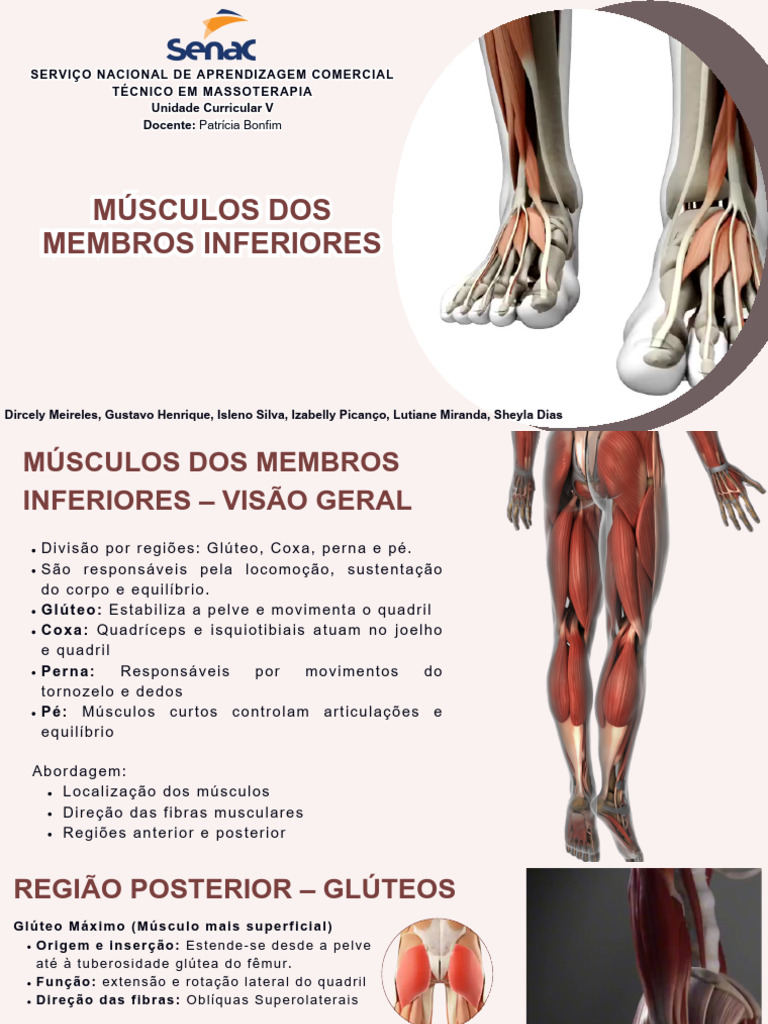 Cópia de MUSCULOS (1) | PDF | Pé | Joelho, image size:768x1024