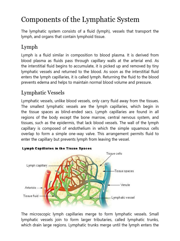 Lymphatic System Components Explained | PDF | Lymph | Lymphatic System