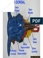 Osteologia Animal