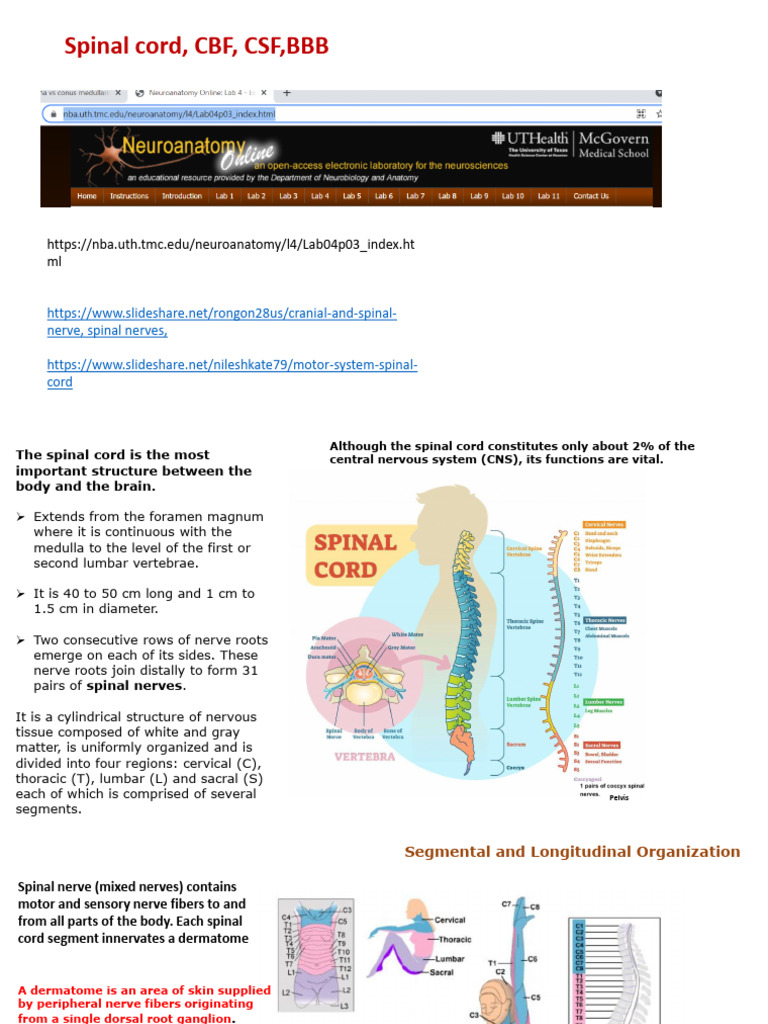 Spinal Chord BBB and CBF August 2024 | PDF | Cerebrospinal Fluid ...