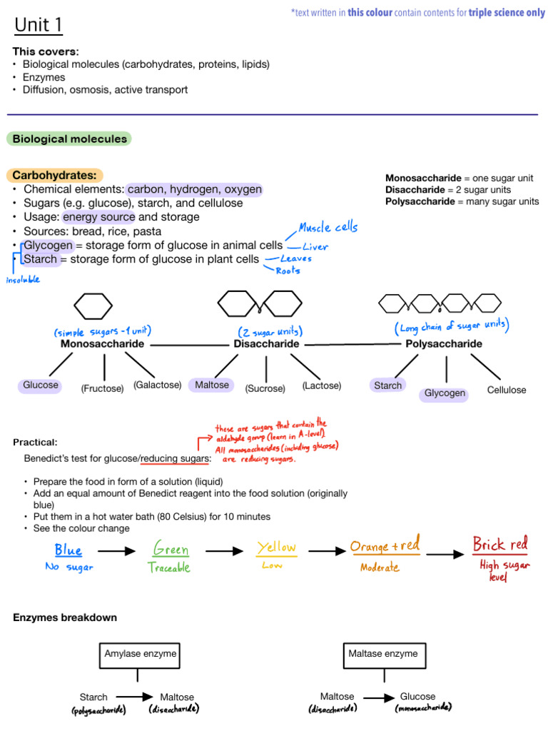 IGCSE Biology: Molecules and Transport | PDF | Carbohydrates | Glucose