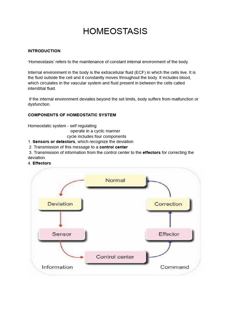Components of Homeostasis Explained | PDF