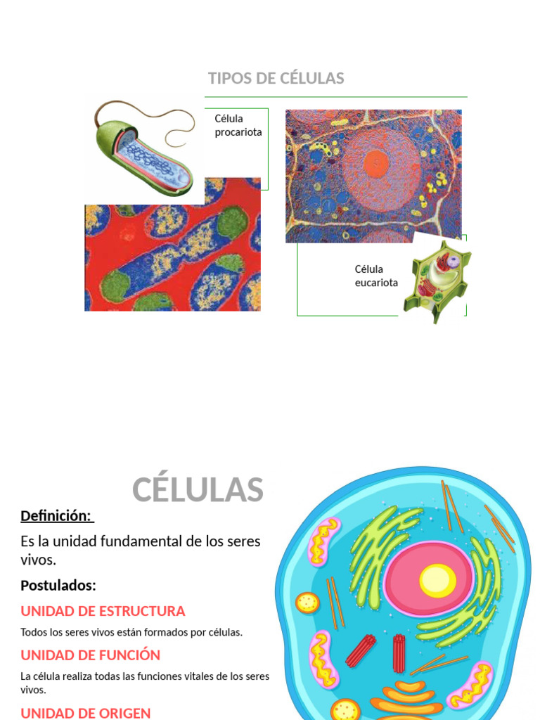 TIPOS DE CELULAS | PDF | Biología Celular) | Citoplasma