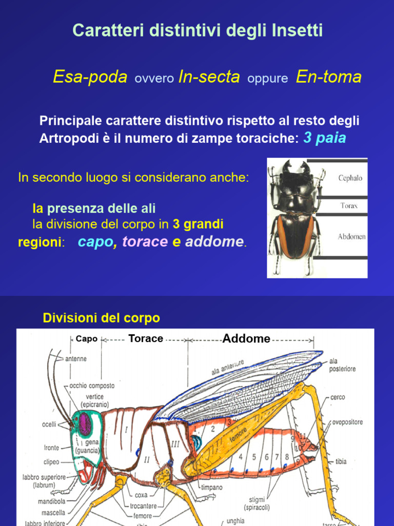 Morfologia Insetti | PDF