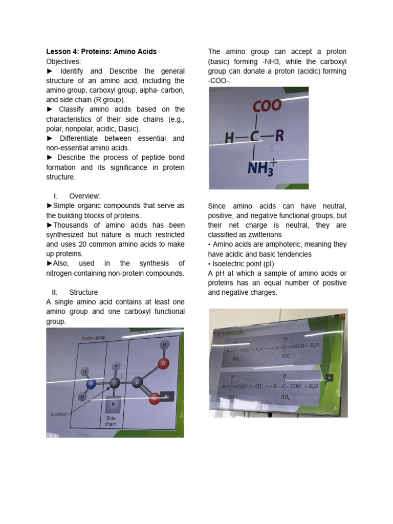 Understanding Amino Acids and Proteins | PDF | Amino Acid | Acid