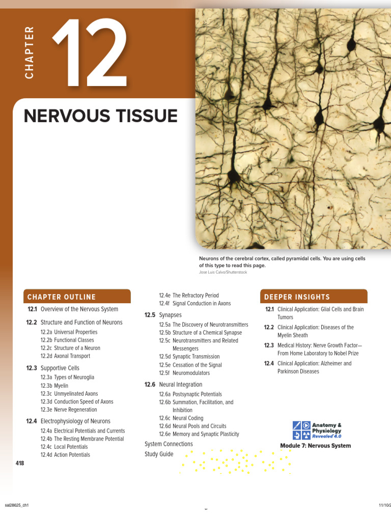 Nervous System Overview and Neuron Function | PDF | Nervous System | Axon