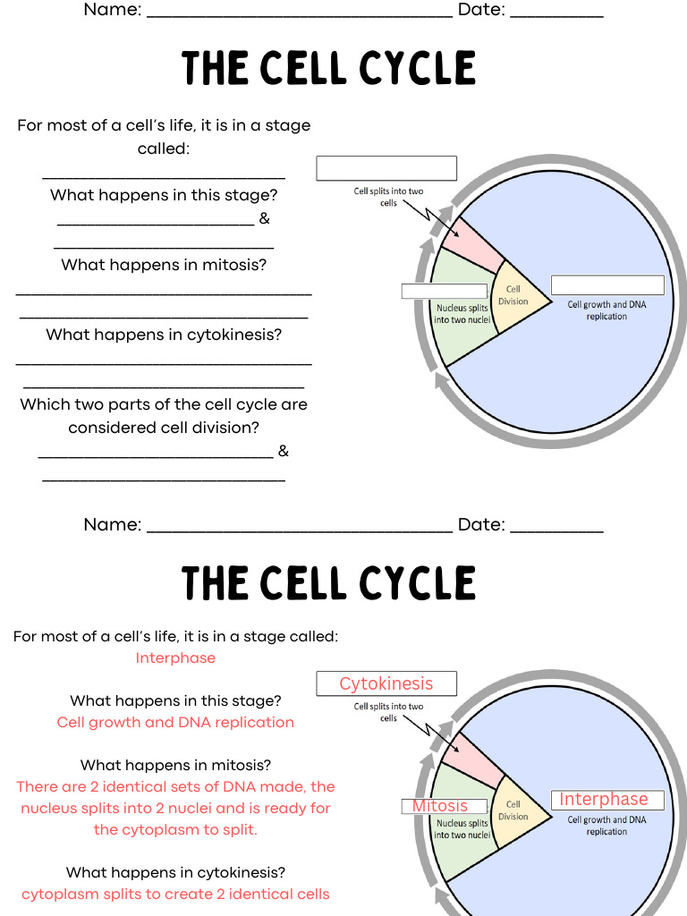 Cell Cycle Overview: Mitosis & Cytokinesis | PDF