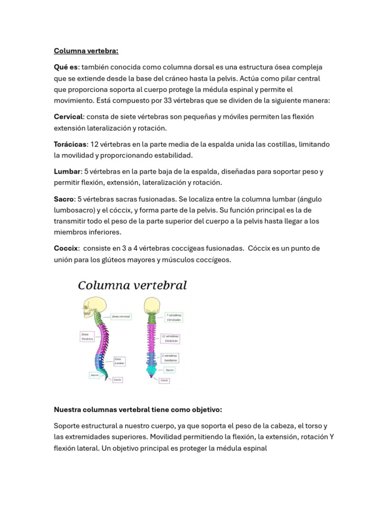 Estructura y Función de la Columna Vertebral | PDF | Vértebra | Sistema ...
