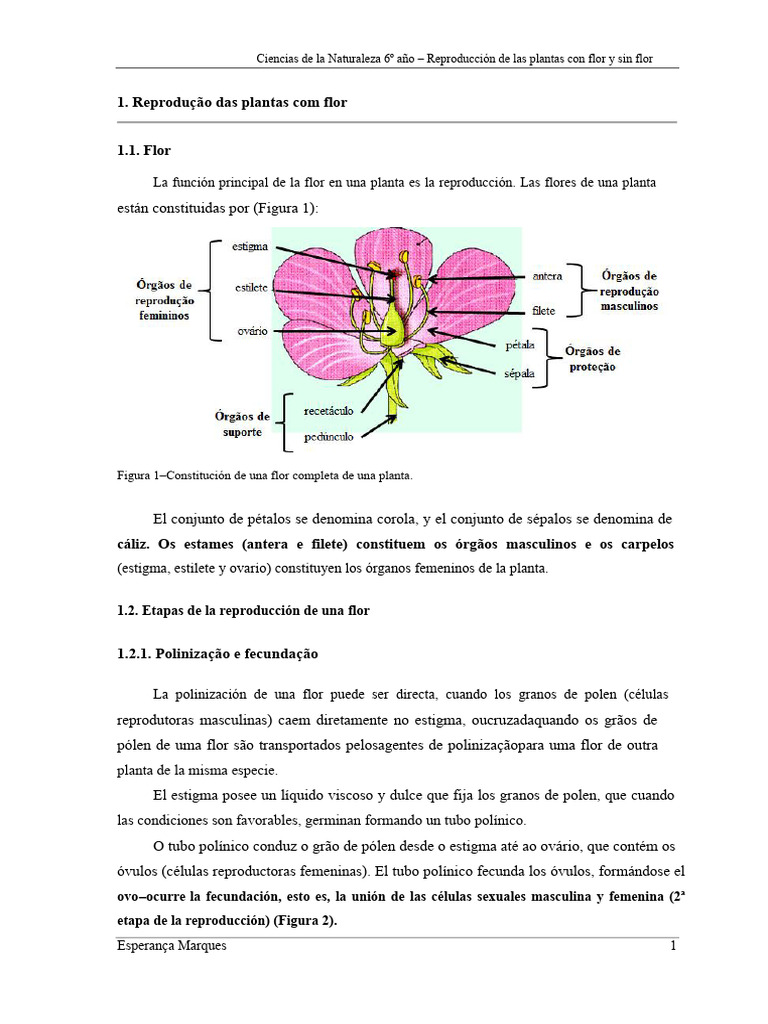 Reproducción de plantas: con y sin flor | PDF | Flores | Plantas
