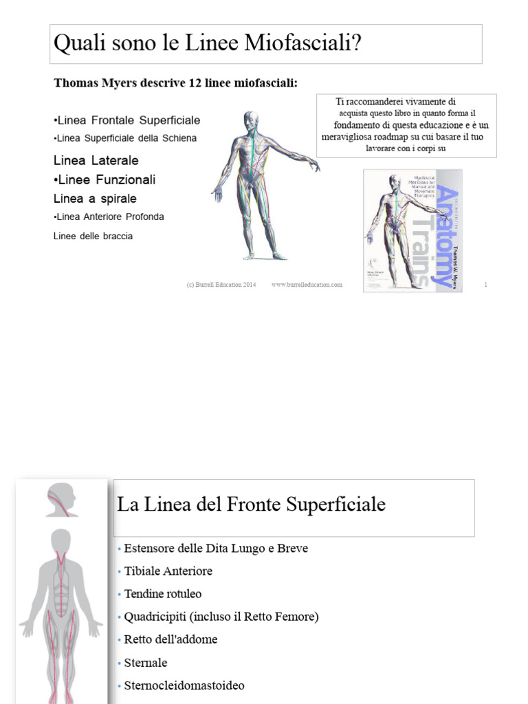 Linee Miofasciali | PDF